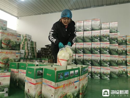 膠州大白菜蹲點記③丨品牌突圍記 從田間地頭到網(wǎng)絡(luò)爆款，一棵白菜的數(shù)字化“出圈”之路